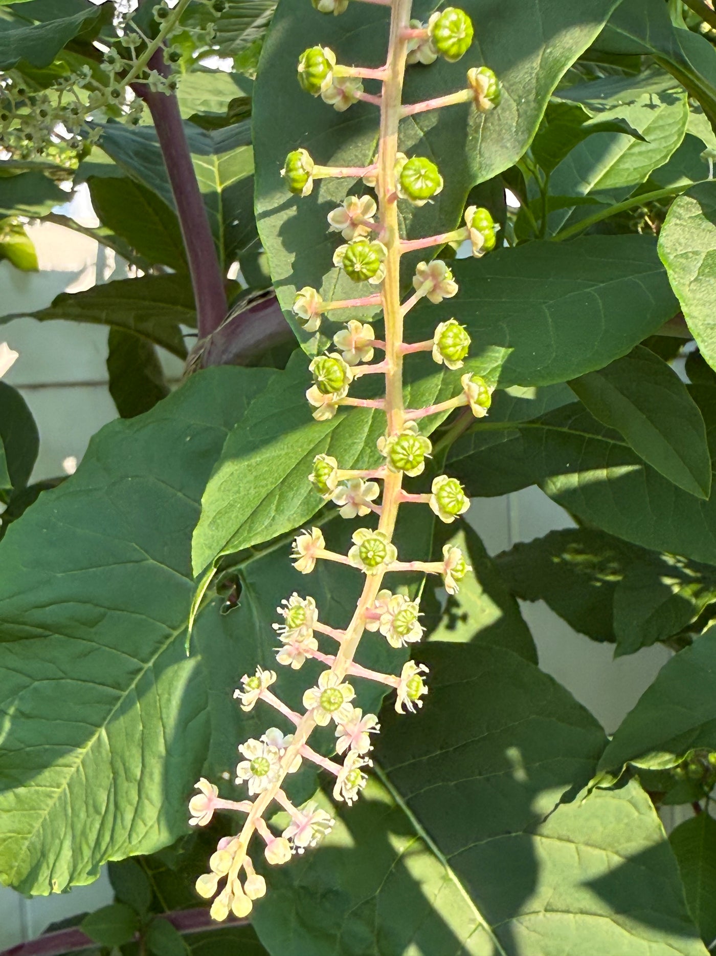 Poke Berry Tincture