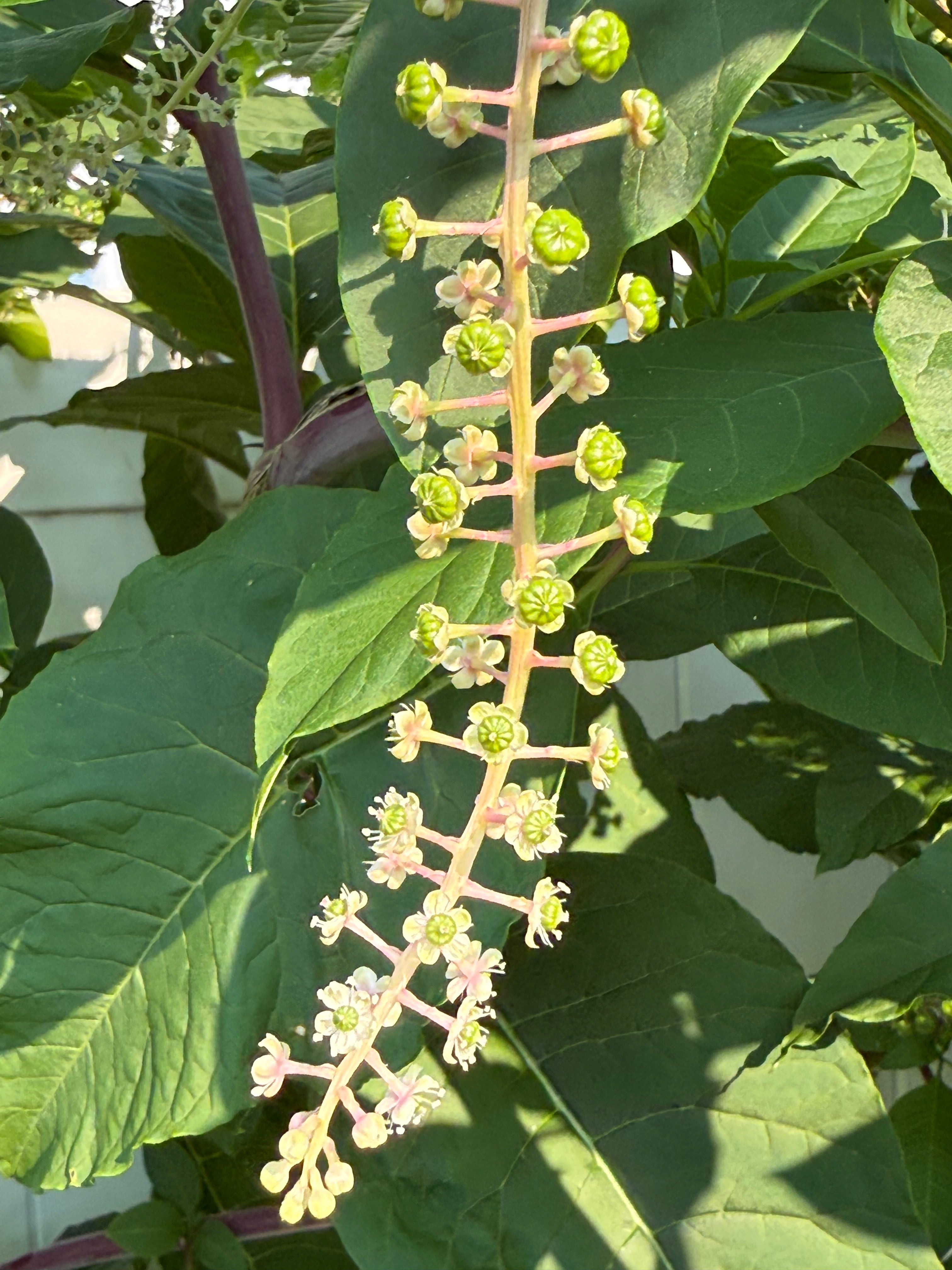 Poke Berry Tincture